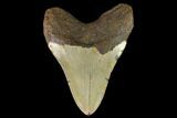 Fossil Megalodon Tooth - North Carolina #124667-2